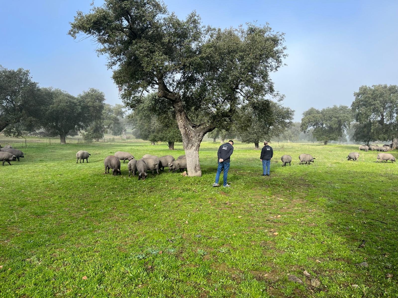 montanera del cerdo ibérico